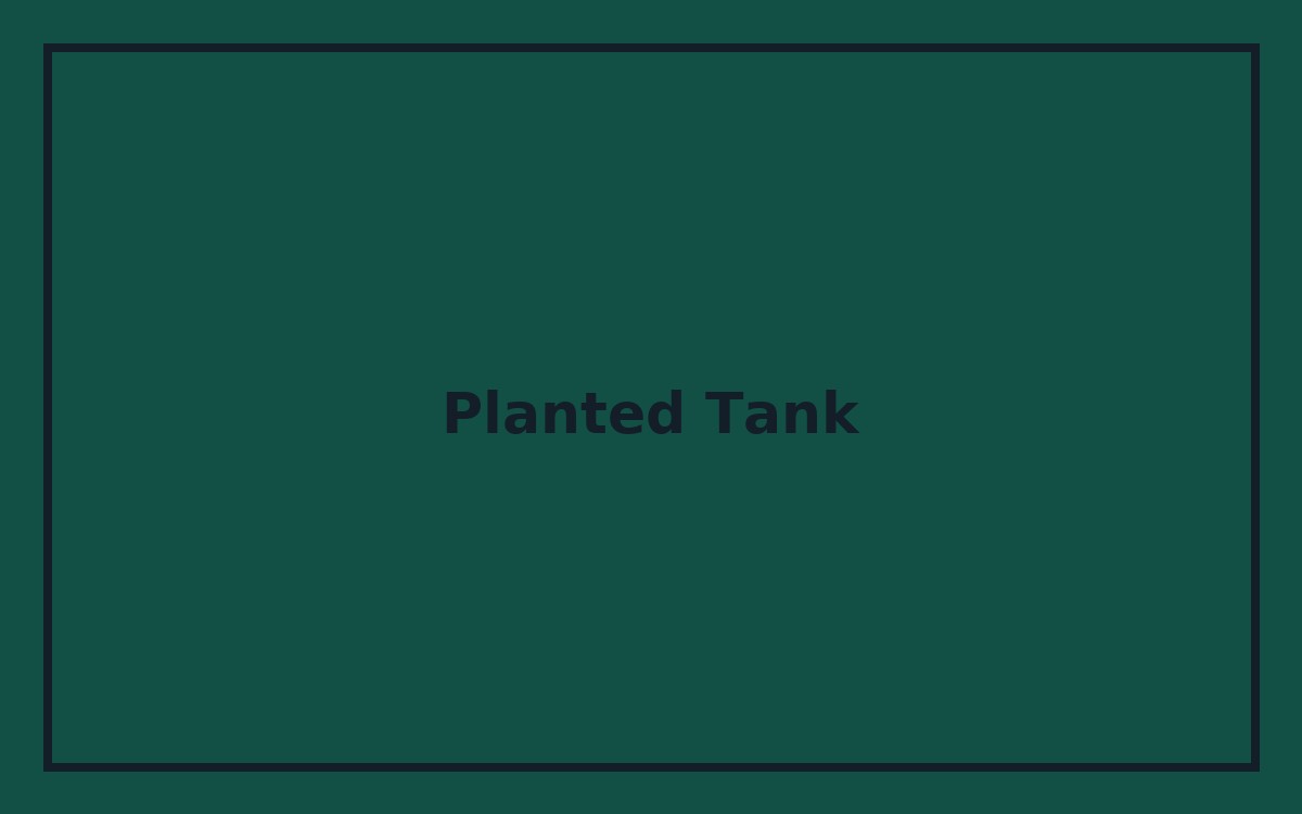 Planted freshwater tank